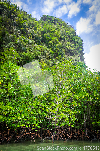 Image of Mangrove in Phang Nga Bay, Thailand