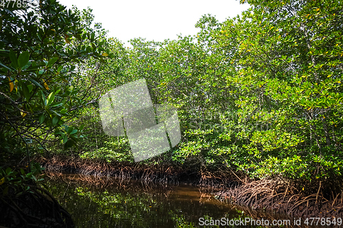 Image of Mangrove in Nusa Lembongan island, Bali, Indonesia