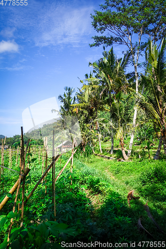 Image of Plantations in green fields, Sidemen, Bali, Indonesia