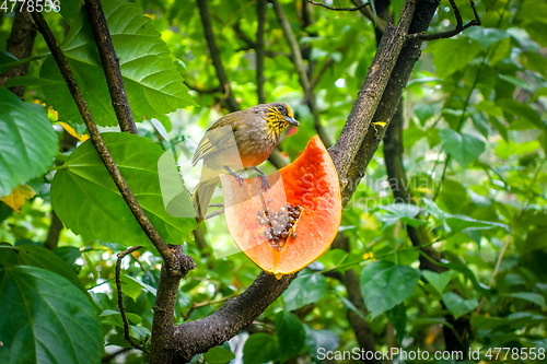 Image of Little tropical bird eating a fruit