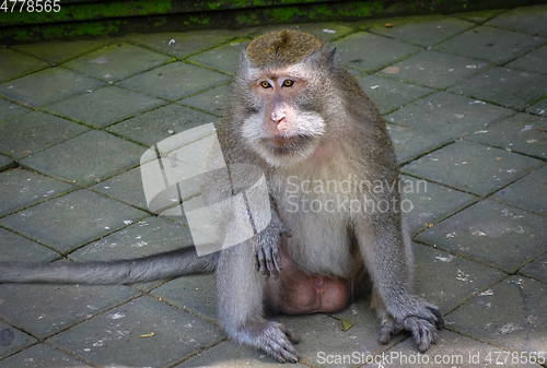 Image of Monkey in the Monkey Forest, Ubud, Bali, Indonesia