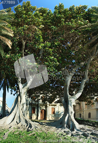 Image of Two huge ficus macrophylla