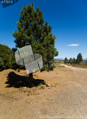 Image of Pine tree in Utah