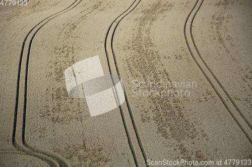 Image of Grainfield near Laboe, Germany