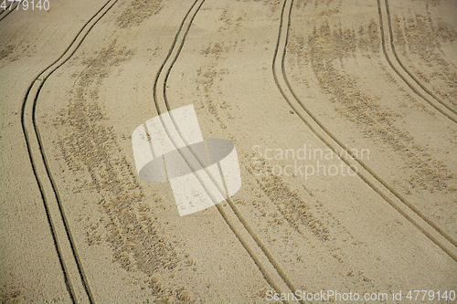 Image of Grainfield near Laboe, Germany