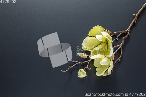 Image of a magnolia flowers on a black background