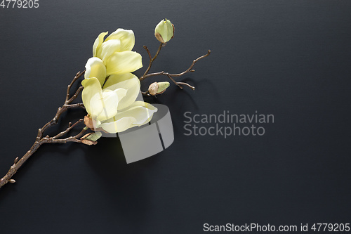 Image of a magnolia flowers on a black background