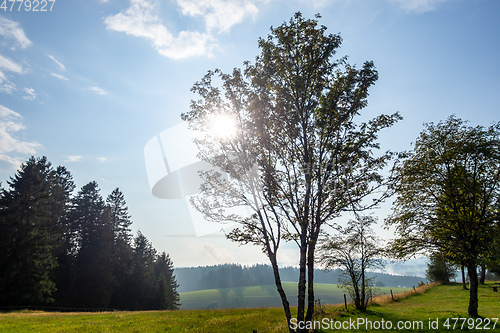 Image of misty landscape with sunshine through trees