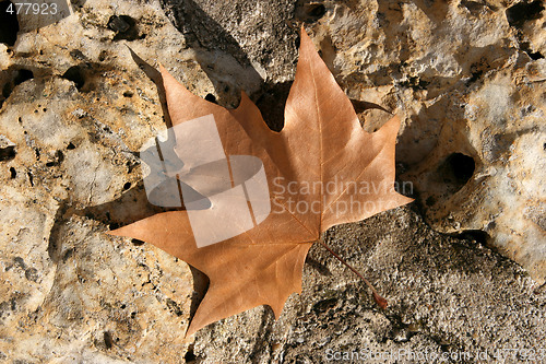 Image of October leaf