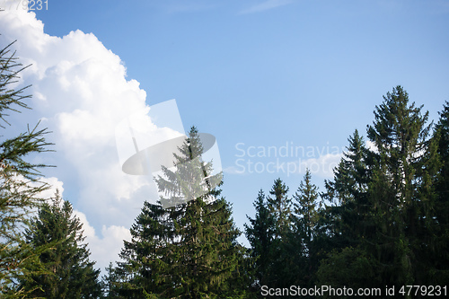 Image of fir trees blue sky with clouds background