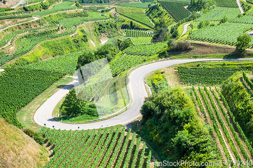 Image of vineyard scenery at Kaiserstuhl Germany