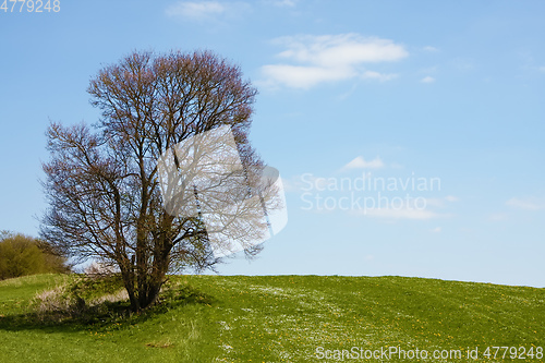 Image of leafless bush in the green meadow