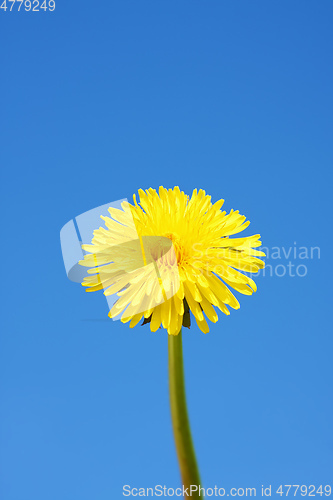 Image of sweet dandelion in the blue sky background