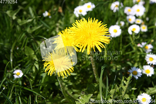 Image of sweet dandelion in the green meadow