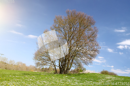 Image of leafless bush in the green meadow