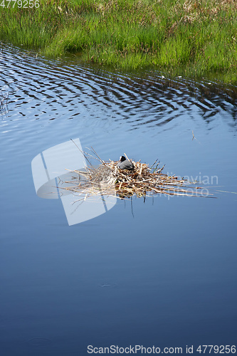 Image of Coot in its nest on the water