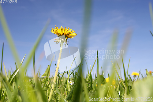 Image of sweet dandelion in the green meadow