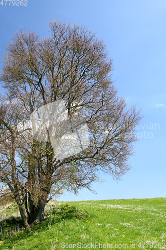 Image of leafless bush in the green meadow