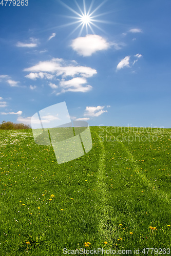 Image of Tracks in the grass