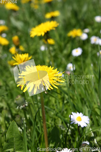 Image of sweet dandelion in the green meadow