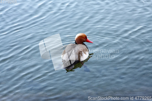 Image of duck