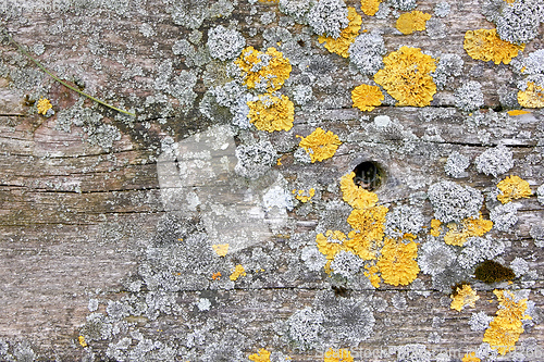 Image of wood background with lichen