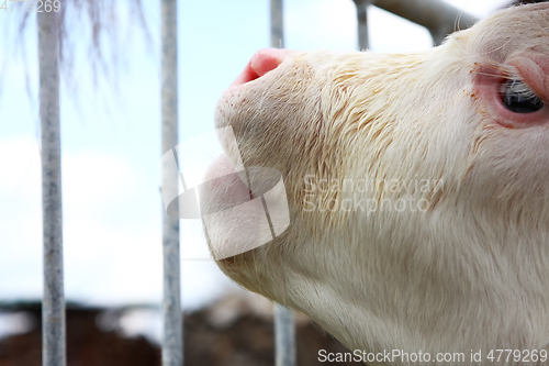 Image of Calf in the stable