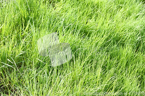 Image of green grass background