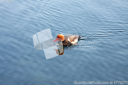 Image of duck