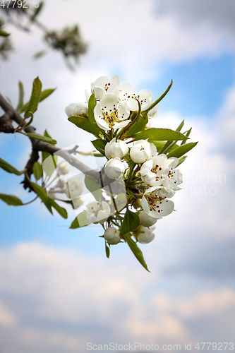 Image of pear blossom