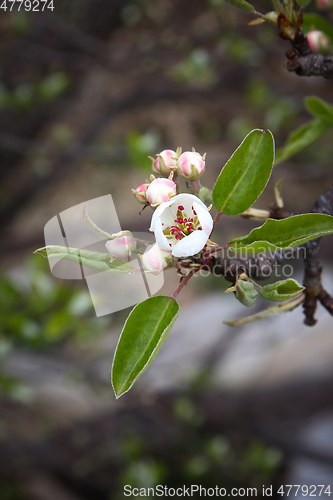 Image of apple blossom