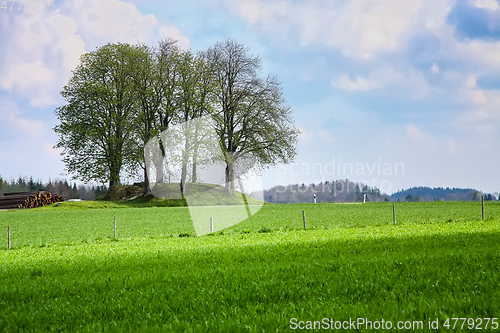 Image of leafless bush in the green meadow