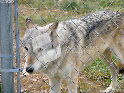 Image of wolf behind a fence