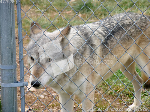 Image of wolf behind a fence