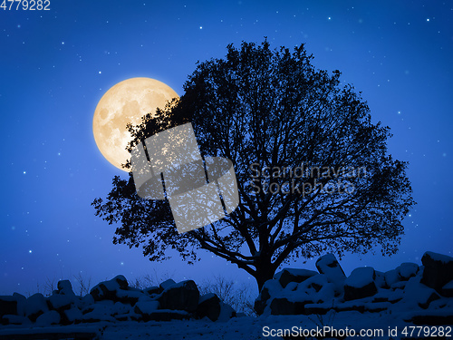 Image of a tree at night with pale moon