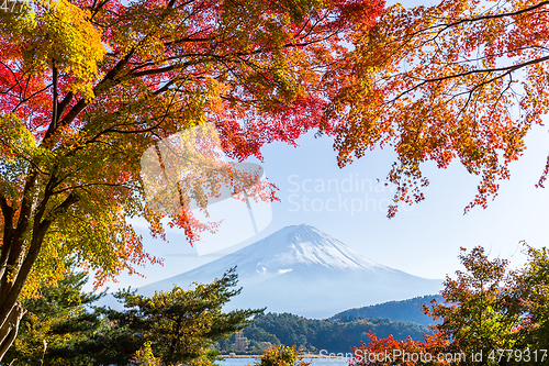 Image of Mount Fuji and maple tree