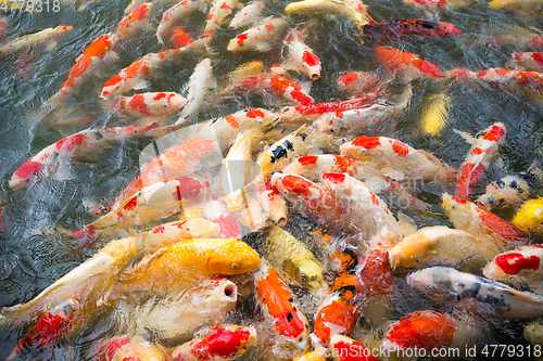 Image of Carp fish in the pond