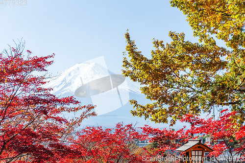 Image of Fujiyama and red maple tree