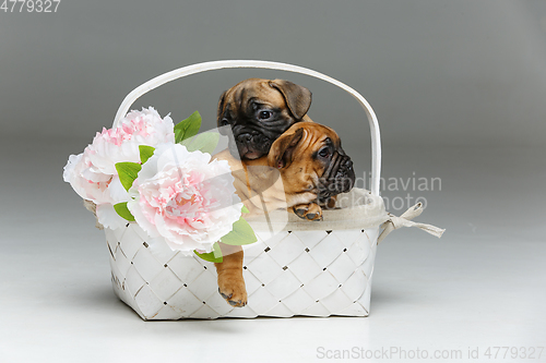 Image of cute french bulldog puppy in basket