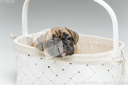 Image of cute french bulldog puppy in basket