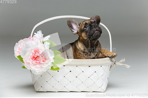 Image of cute french bulldog puppy in basket