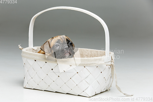 Image of cute french bulldog puppy in basket