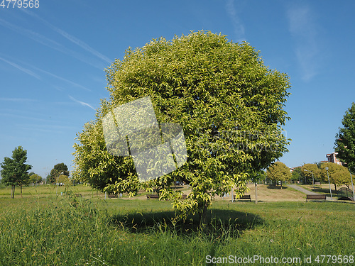 Image of Tree in the park