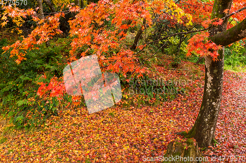 Image of Red Maple tree