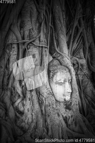 Image of Buddha Head in Tree Roots, Wat Mahathat, Ayutthaya, Thailand