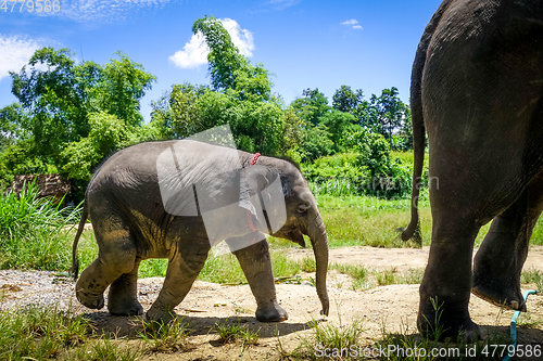 Image of Mother and Baby elephant in protected park, Chiang Mai, Thailand