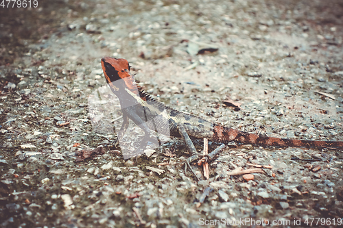 Image of Crested Lizard in jungle, Khao Sok, Thailand