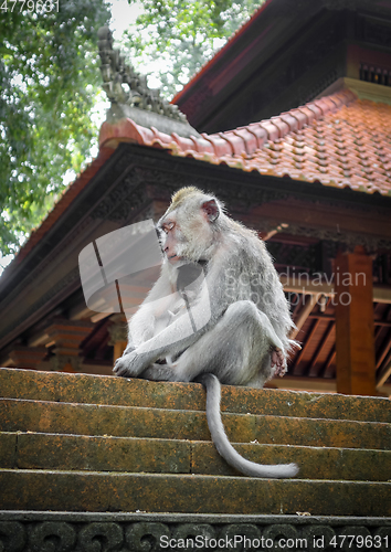 Image of Monkeys on a temple roof in the Monkey Forest, Ubud, Bali, Indon