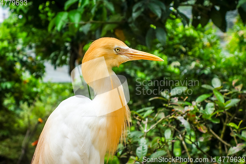 Image of Cattle Egret