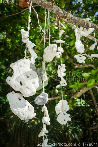 Image of Hanging coral, Perhentian Islands, Terengganu, Malaysia